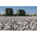 Increase Cotton Defoliants plant hormone Thidiazuron Tdz 98%tc